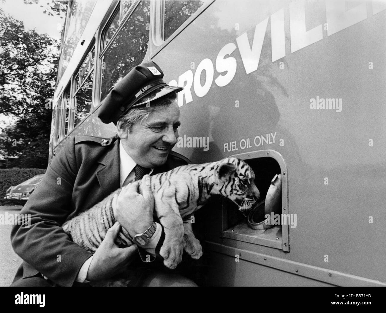 Un tigre dans votre réservoir sur le bus d'excursion le Zoo de Chester. Ranee les sept semaine tiger cub, élevés à la main le Zoo de Chester, a sa première diffusion et le pilote Ray Webster met en plaisantant un 'tigre dans le tank' dans le bus d'excursion pour le zoo de Chester. ;Juillet 1979 ;P004221 Banque D'Images