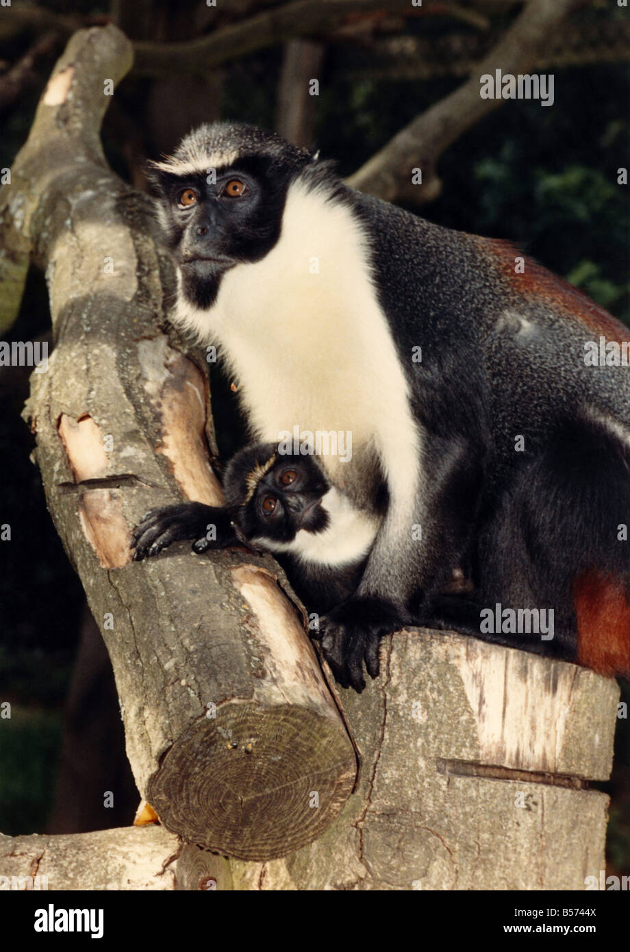 Bilbo B b Est L une Des Parcs Zoo De Port Lympne Diana Le Singe N Le bilbo-b-b-est-l-une-des-parcs-zoo-de-port-lympne-diana-le-singe-n-le