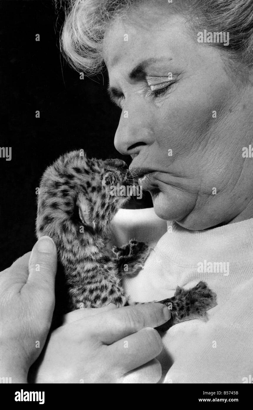 Elle a été l'élevage '' aller, mais s'est coincé avec l'élevage. Femme au foyer Mme Helena Farra a dû annuler ses vacances pour la deuxième année consécutive. La raison est qu'elle est l'épouse du Zoo de Colchester et est maintenant titulaire passe ses nuits et jours nourrir deux tigres du Bengale Royal, ñTankî ñSirenî et qui sont de 24 jours. Aussi un leopard cub qui est à 4 heures et les photos ayant le deuxième se nourrissent de sa vie Banque D'Images