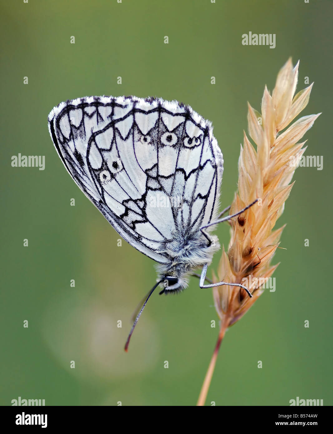 Détail - close-up - de l'satyrid butterfly - meadow brown Banque D'Images