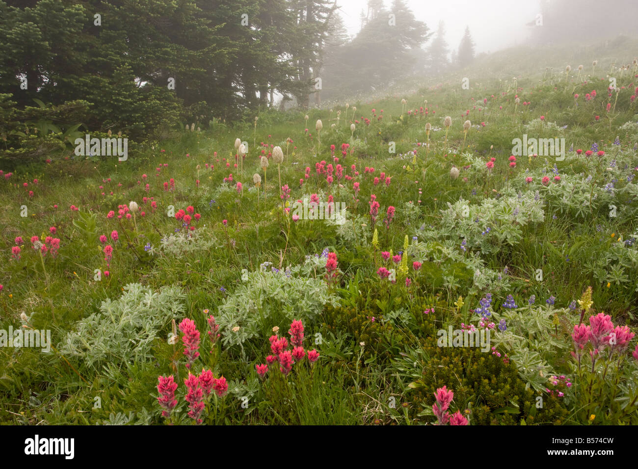Prairie de montagne spectaculaires dans la brume avec pinceau Magenta bractées foliacées furbish etc au Paradise Mount Rainier, Washington Banque D'Images