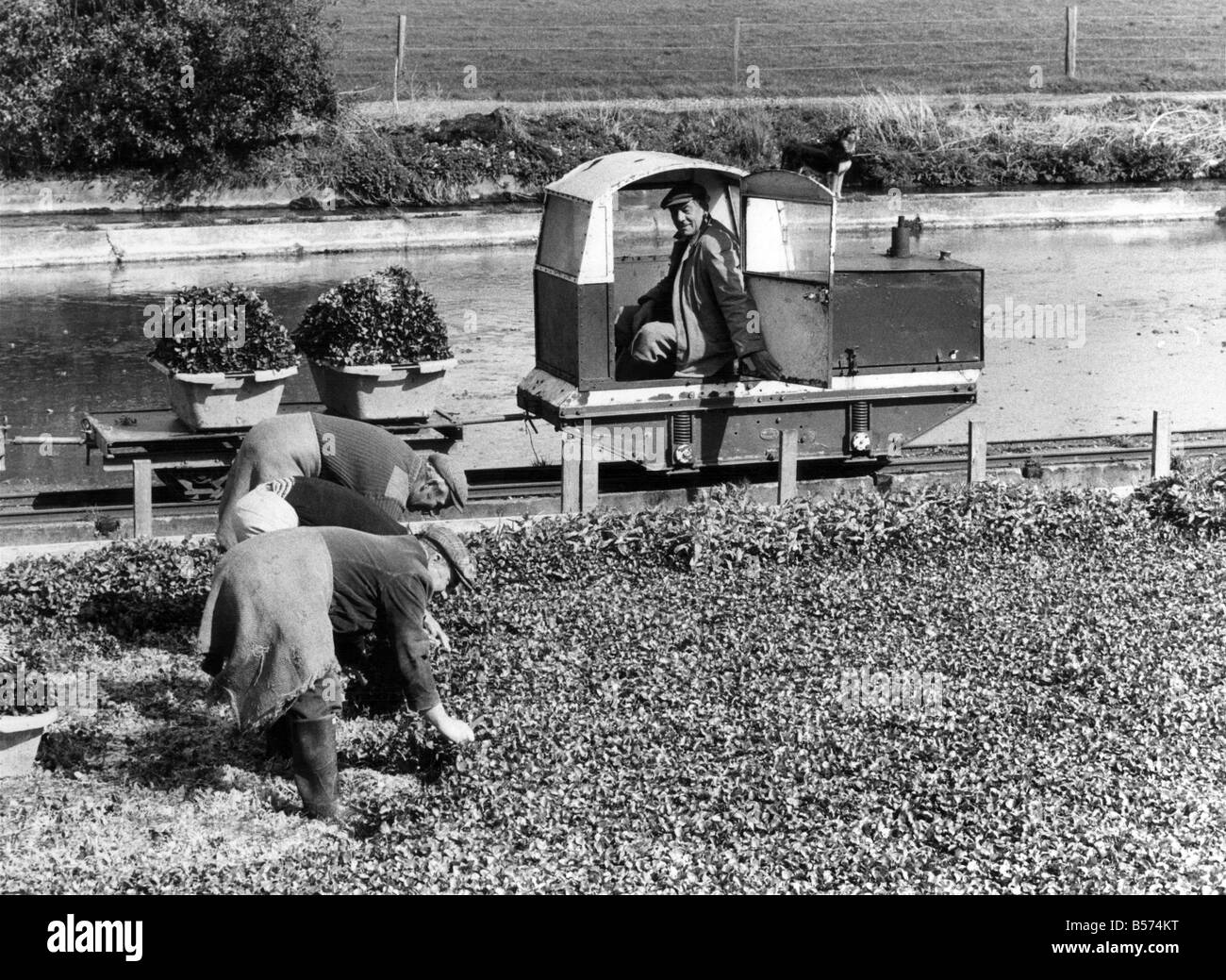 Tous à bord du cresson Express : le cresson farmer John M. Jesty n'utilise pas des chevaux ou un tracteur pour sa moisson au BERE Regis, dans le Dorset. Il est prévu deux milles de 18 pouces-gauge railway track à travers ses 14 hectares de champs de cresson. "C'est la façon idéale d'obtenir le cresson des lits à l'emballage." dit John, 58. 'Les lignes entre les lits ne sont que 30 pouces de large et c'est trop étroite pour les tracteurs. Beaucoup d'agriculteurs utilisent du cresson brouette. D'autres ont des lignes plus larges entre les lits, mais perdent beaucoup de terres de plus en plus précieux de cette façon Banque D'Images