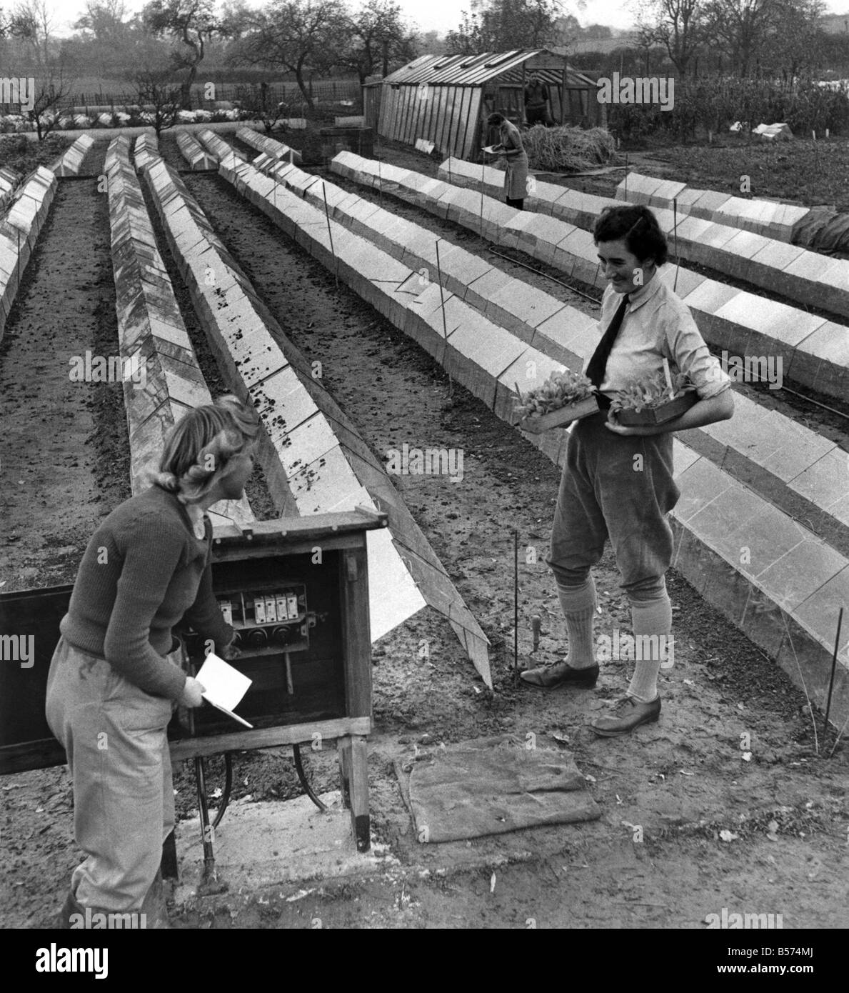 La chaleur centrale pour les laitues début amène à la table des chefs ! Si vous souhaitez que les salades vertes un mois à l'avance de vos voisins vous pouvez exécuter des fils électriques basse tension à travers le sol et prenez soin de l'enfant les plantes avec sept degrés de chaleur. Ce nouveau all-electric le jardinage est entièrement sans danger en tant que transformateur neat étapes l'ordinaire jusqu'à 6 volts. Une bande de terre de 15 pieds de long peut être maintenu à la chaleur adéquate par trois unités d'électricité toutes les 24 heures. Mettre le chauffage en marche à travers les fils de cloches laitues croissante. P004509 Banque D'Images