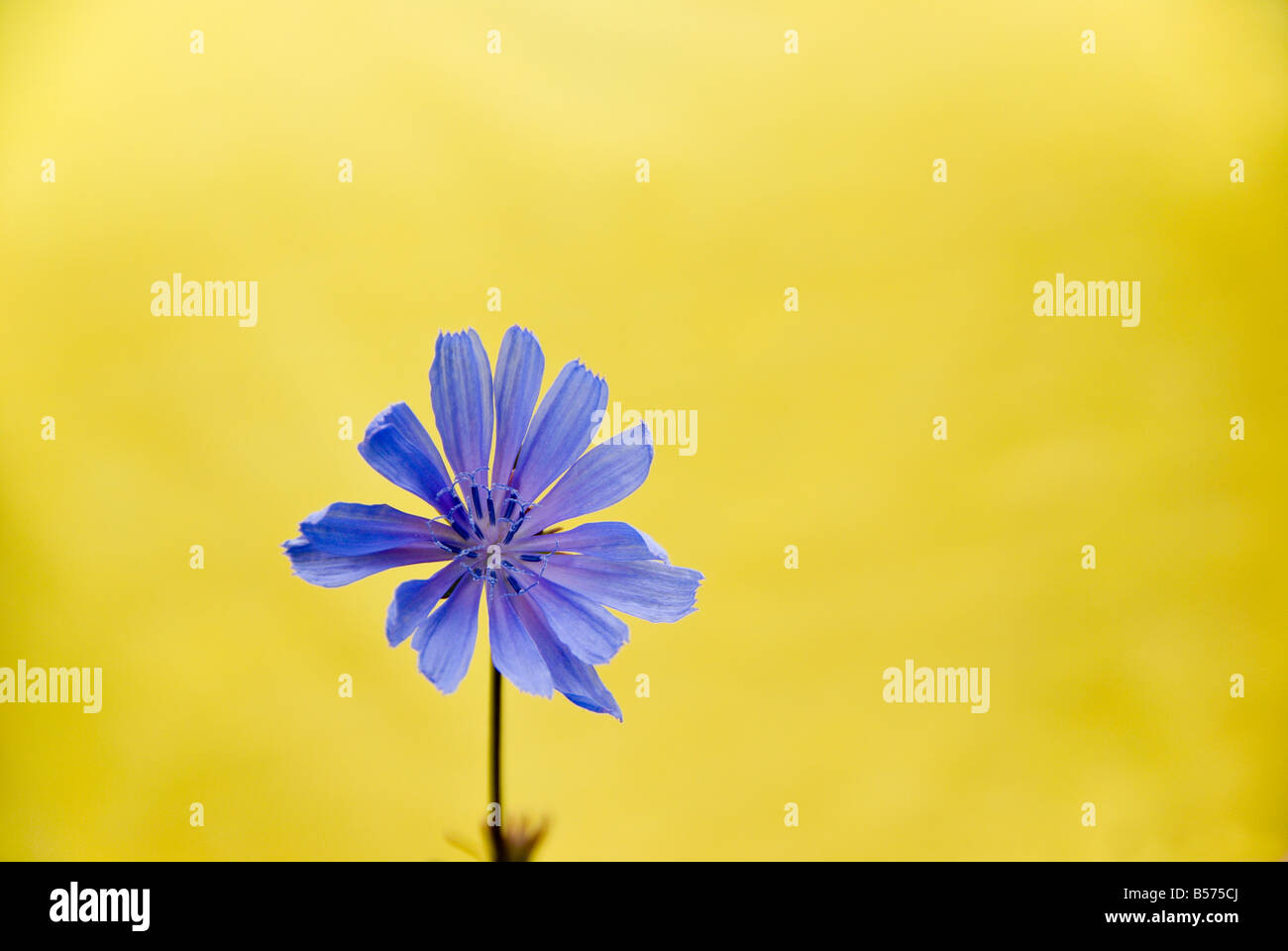 Chicorée bleu fleur en face de fond jaune Banque D'Images