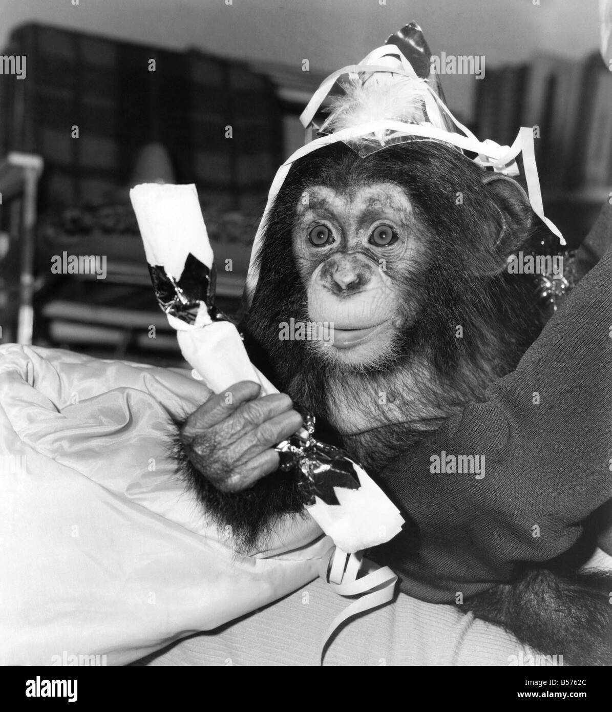Face à la caméra pour la première fois, c'est le Prince William la deuxième de le zoo de Twycross. Et, contrairement à son homonyme qui était à la recherche de sorte dans la bouche d'hier, il est simplement profiter de son premier Noël. Les cinq mois chimp a été nommé William parce qu'il est né quelques semaines après que le futur héritier du trône. Malheureusement la deuxième William a été rejeté par sa mère au zoo de Leicestershire. Depuis, il a été élevé par le personnel. Maintenant, le chimpanzé ne peut pas attendre pour obtenir dans l'oscillation de la Noël. Décembre 1982 P004082 Banque D'Images