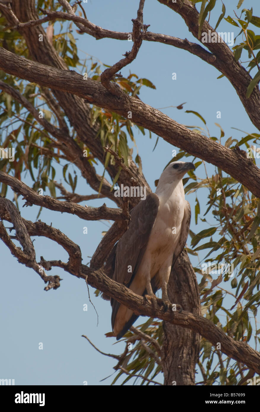 Un aigle de mer à poitrine blanche se percher dans un arbre d'eucalyptus près de Broome Australie Occidentale Banque D'Images
