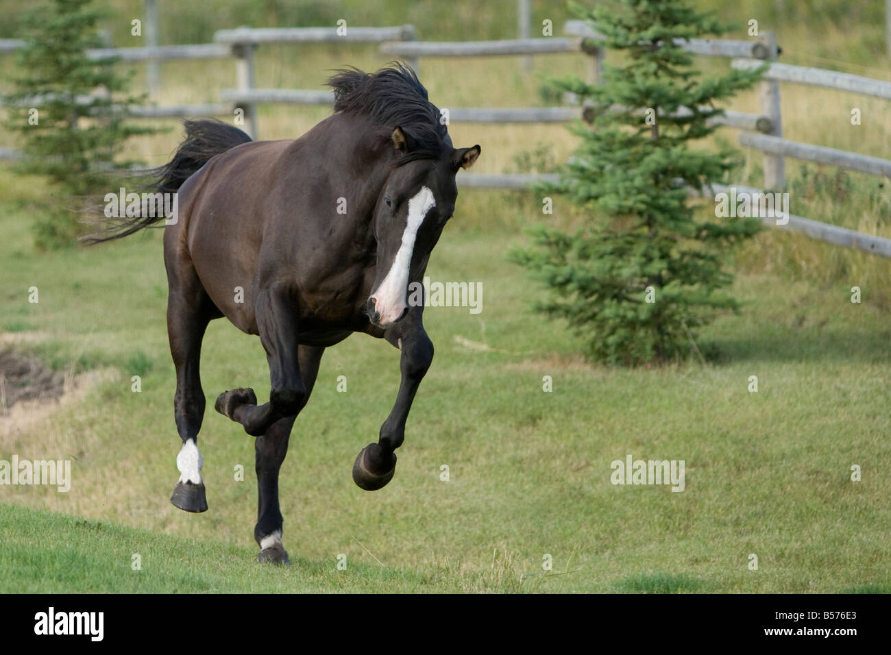 Cheval Noir au galop à travers les pâturages le long de ligne de clôture avec les arbres à feuilles persistantes en arrière-plan. Banque D'Images
