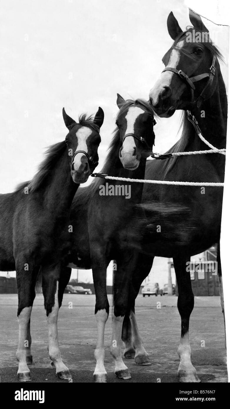 La jument arabe Nuances de nuit avec sa danse du soleil et les poulains Dancing Shadows. Vu ici à l'Harrigay Arena. Les jumeaux sont nés le 2 février 1952 et c'est la première fois que deux poulains ont survécu dans la race arabe. Octobre 1952 P004863 Banque D'Images