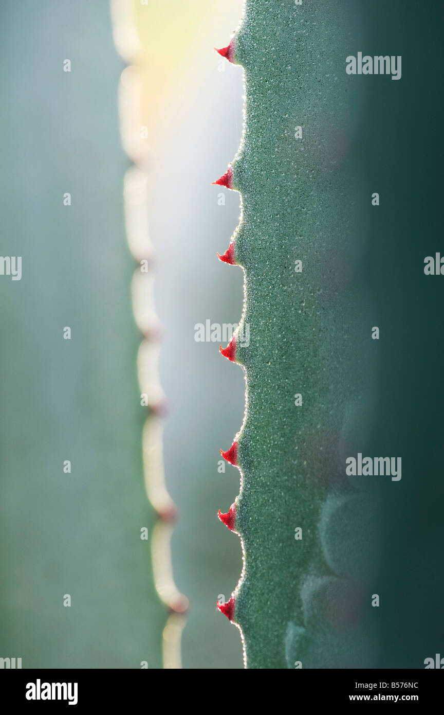 Agave americana. Century plant leaf abstract épines Banque D'Images