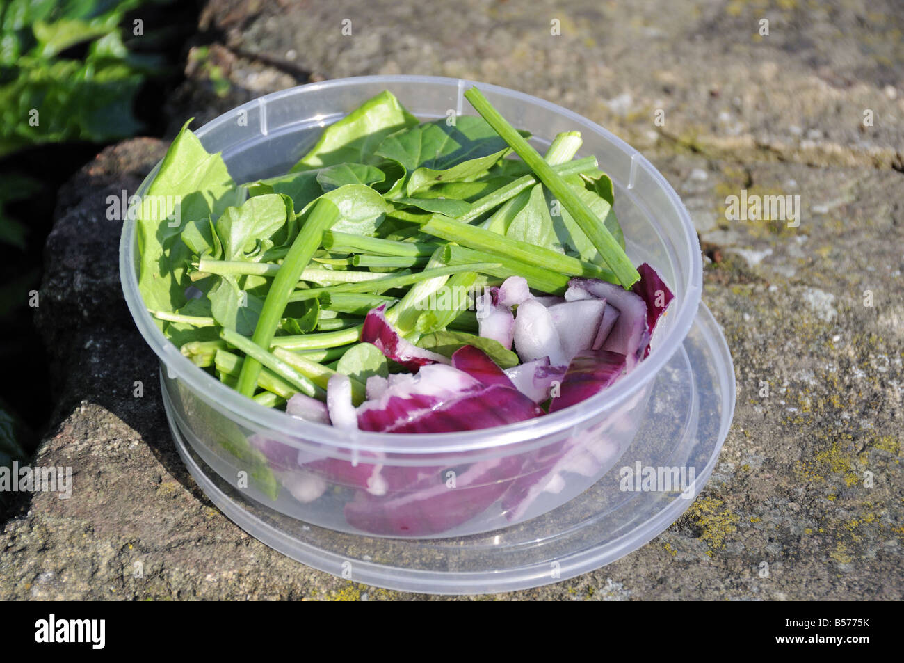 Simple salade dans un contenant de plastique clair à l'extérieur Banque D'Images