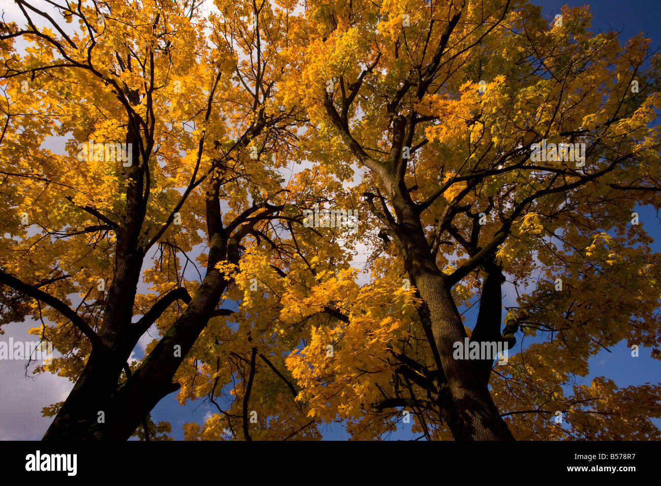Acer platanoides érable de Norvège en plein automne couleur Roumanie Banque D'Images