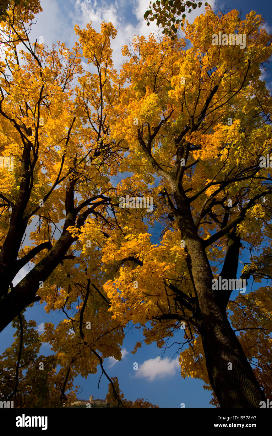 Acer platanoides érable de Norvège en plein automne couleur Saschiz village villages saxons de Transylvanie, Roumanie Banque D'Images