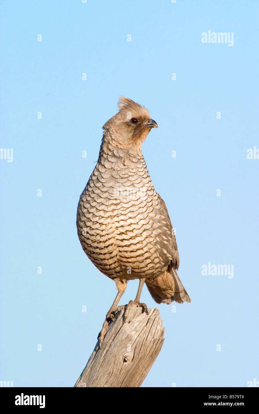 Cailles à l'échelle Callipepla squamata Banque D'Images