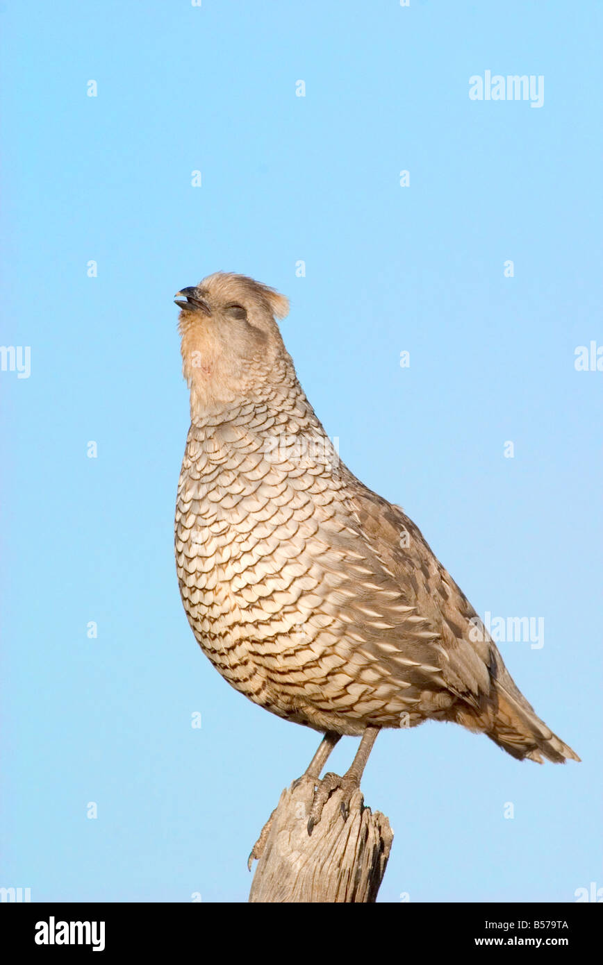 À l'échelle adulte mâle Caille appelant Banque D'Images