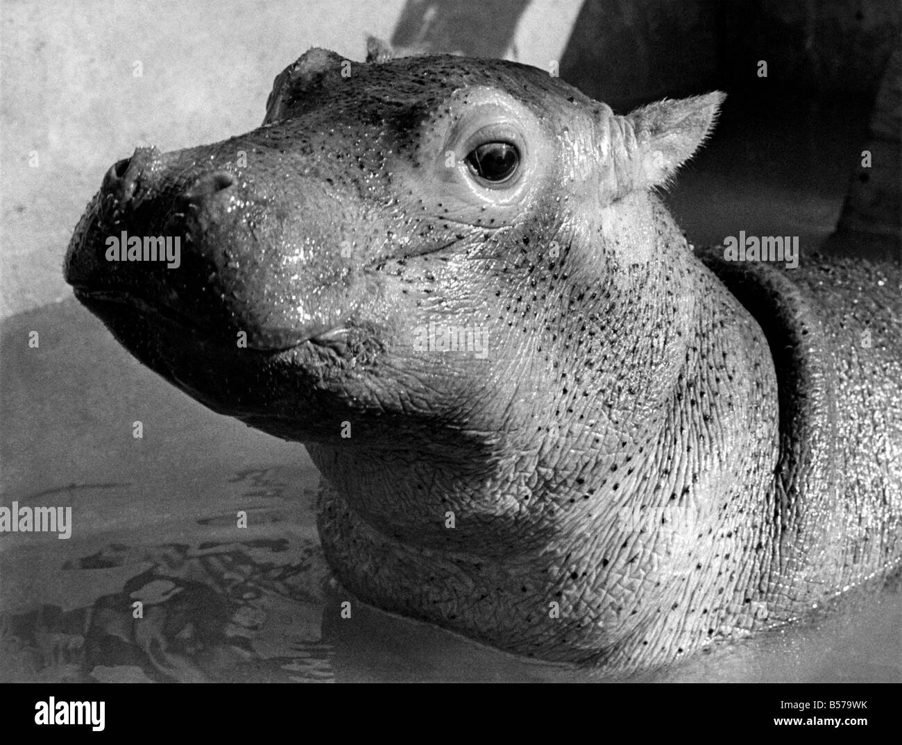 L'ESME V.S.B. Ils ont un V.S.B. à Longleat dans le Wiltshire. Le bébé est très spécial l'Esme hippo. Elle est née il y a deux mois et fait des progrès rapides sur son alimentation quotidienne qui comprend quatorze pintes de lait et une douzaine d'oeufs. Bien Ö l'Esme hippo, Longleat's VSB. Avril 1973 P004886 Banque D'Images