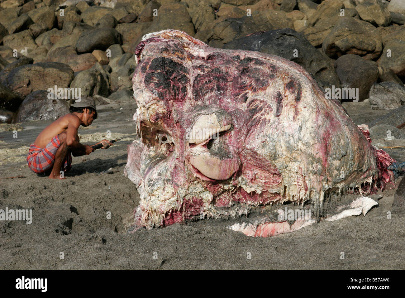 Coupe des tués cachalot, village de pêche à la baleine, l'Indonésie, Lembata Lamalera Banque D'Images