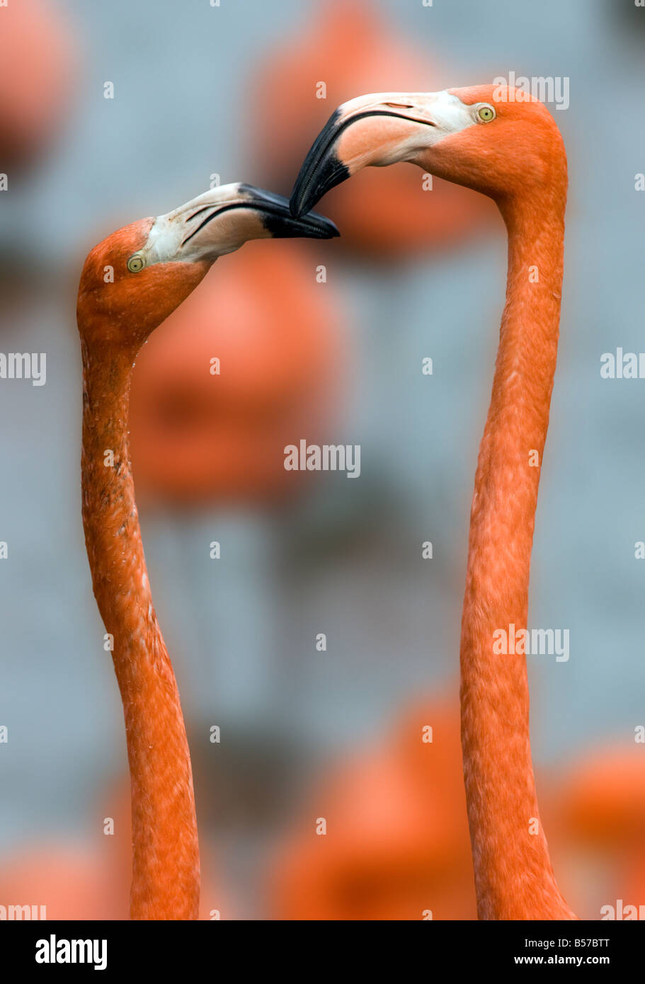 L'American Flamingo ou Caraïbes Flamingo - Phoenicopterus ruber - Îles Galápagos Banque D'Images