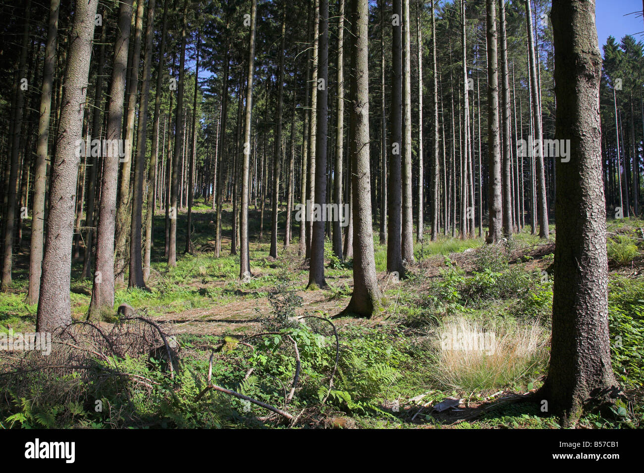 Forêt de sapin. Banque D'Images