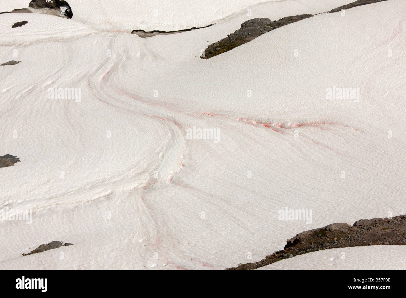 La neige ou neige rouge pastèque causée par les algues unicellulaires Chlamydomonas nivalis sur le Mont Rainier Washington Cascade Mountains Banque D'Images