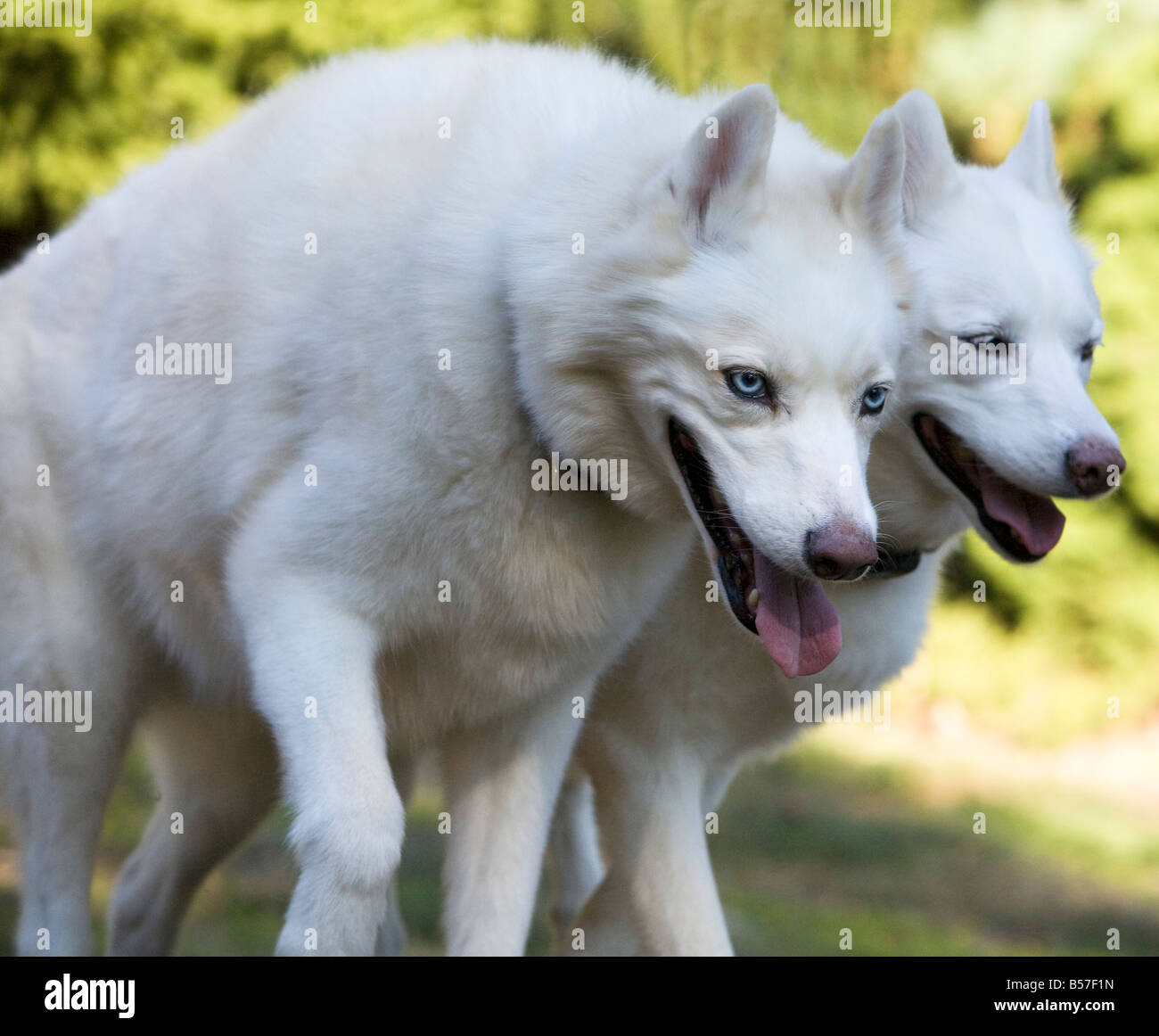 Deux magnifiques huskies husky blanc tourné en un parc. Banque D'Images