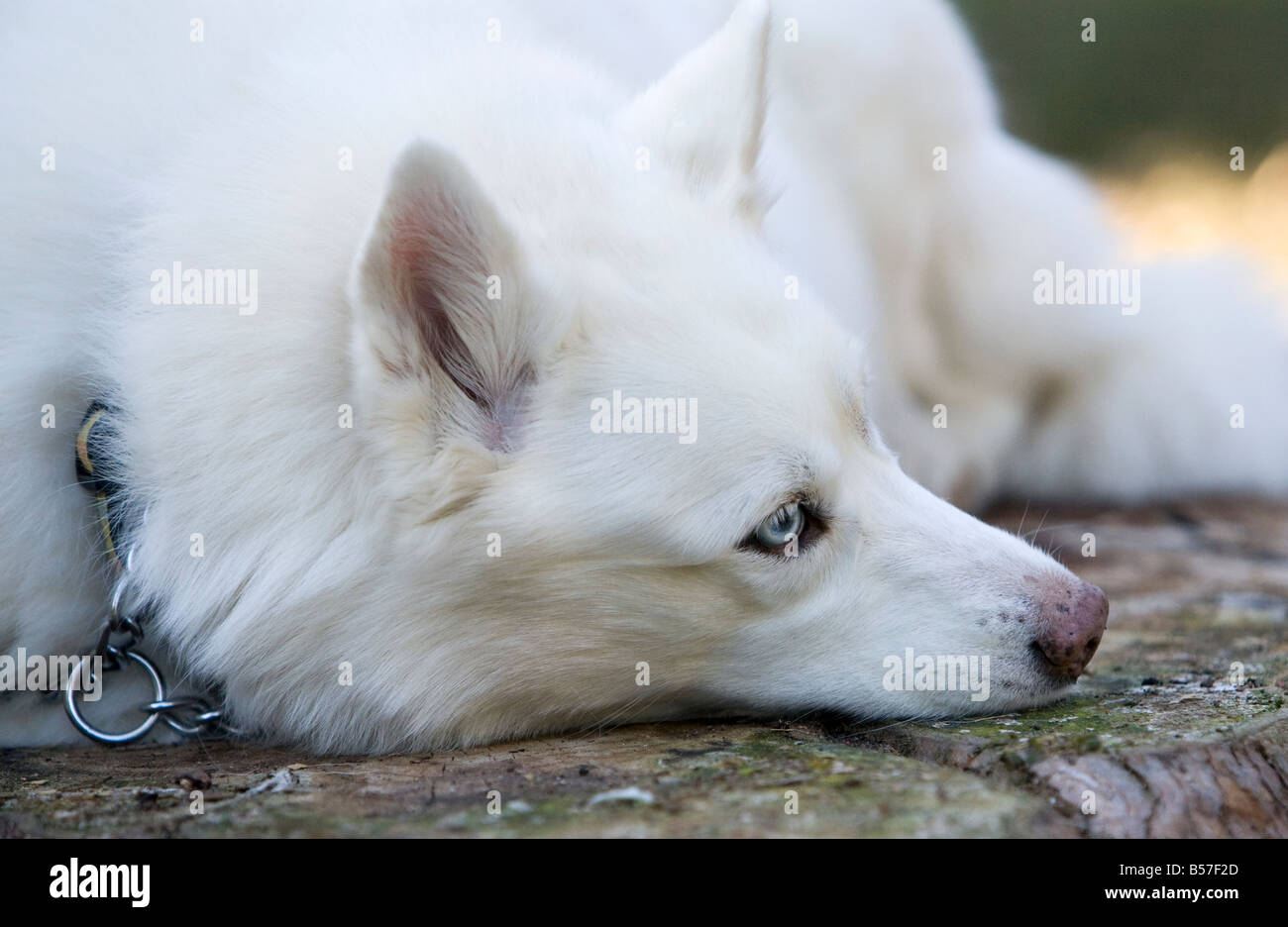 Un magnifique husky blanc huskie tourné dans un parc. Banque D'Images