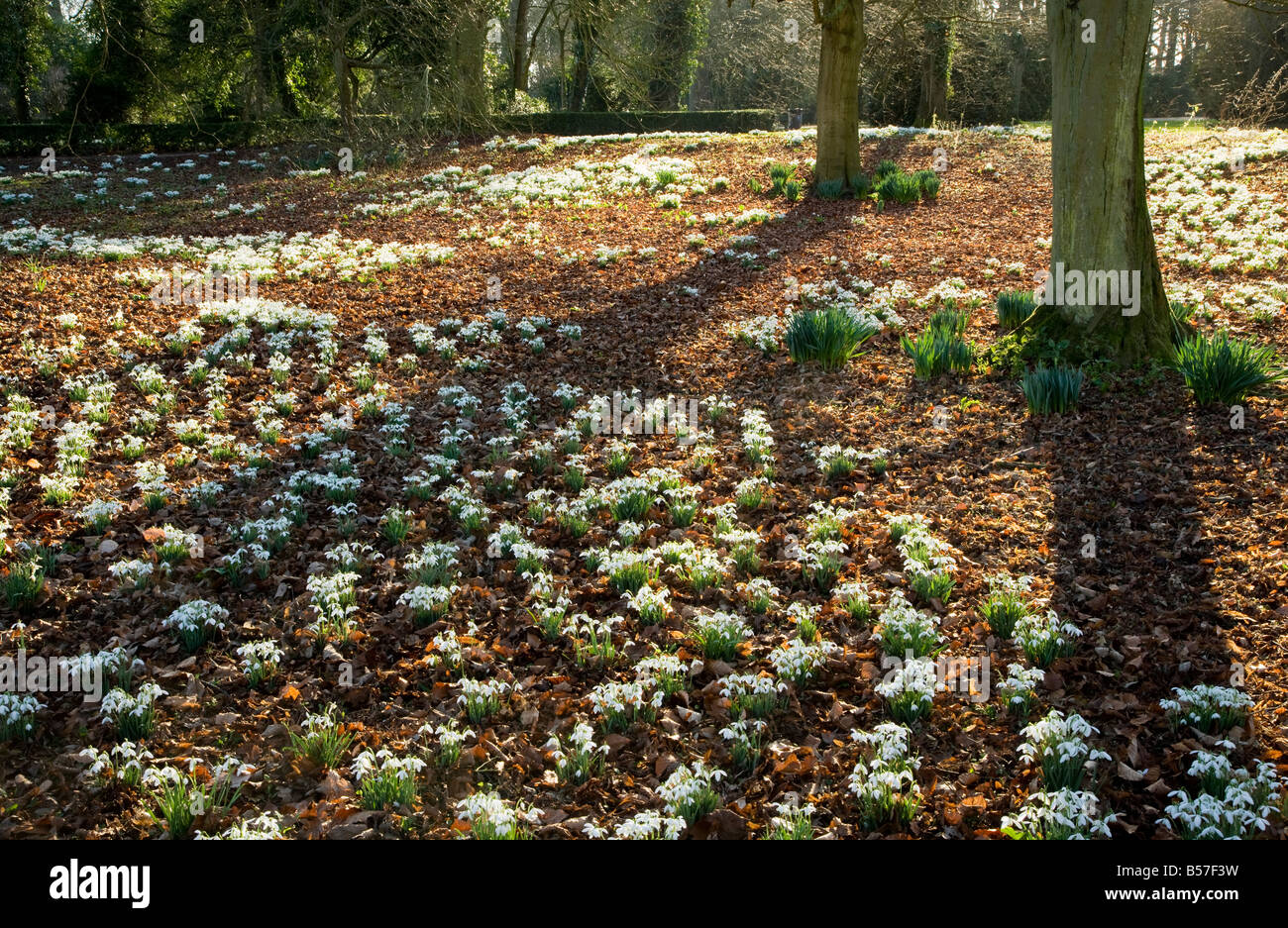 Perce-neige, Galanthus nivalis, croissante à la base de l'arbre dans les bois au parc Lydiard, Swindon, Wiltshire, England, UK Banque D'Images