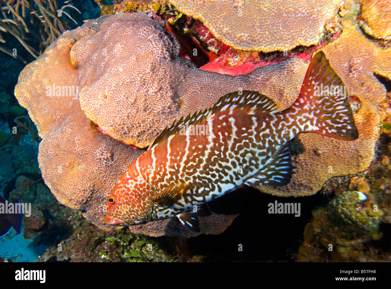 'Tiger' mérou Mycteroperca tigris poissons nager en face de coraux durs Banque D'Images
