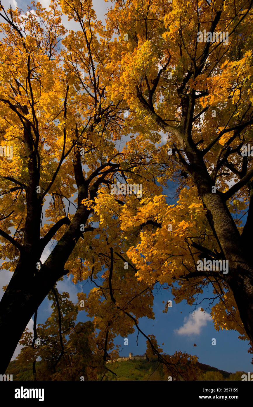 Acer platanoides érable de Norvège en plein automne couleur Roumanie Banque D'Images