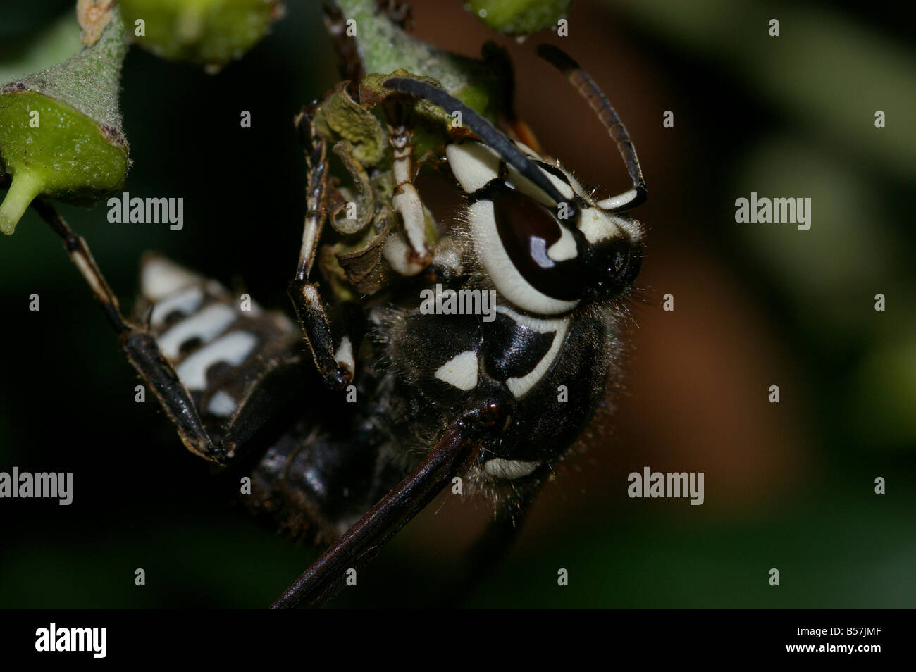 Bald-Faced Hornet Banque D'Images