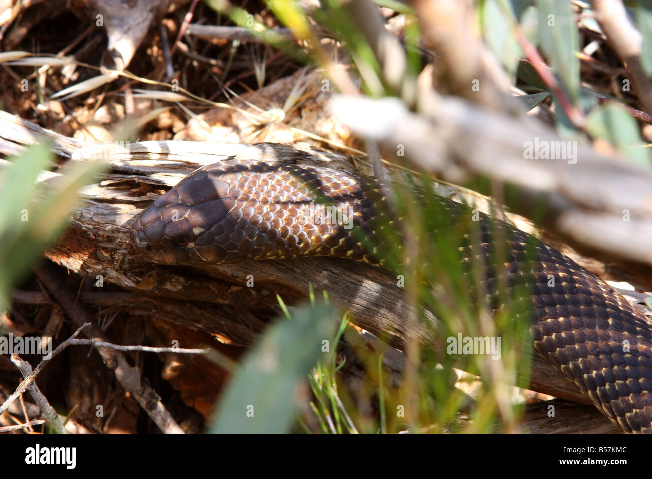 Un roi serpent brun prêt à frapper sur la péninsule d'Eyre avec photographie haute résolution Banque D'Images