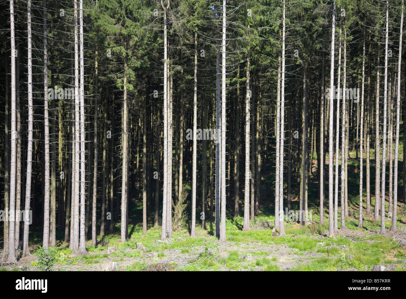 Forêt de pins Banque D'Images