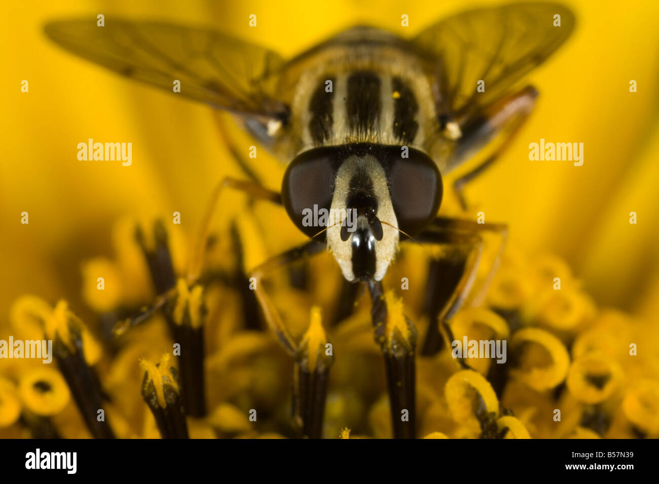 Wasp se nourrissant de pollen Banque D'Images