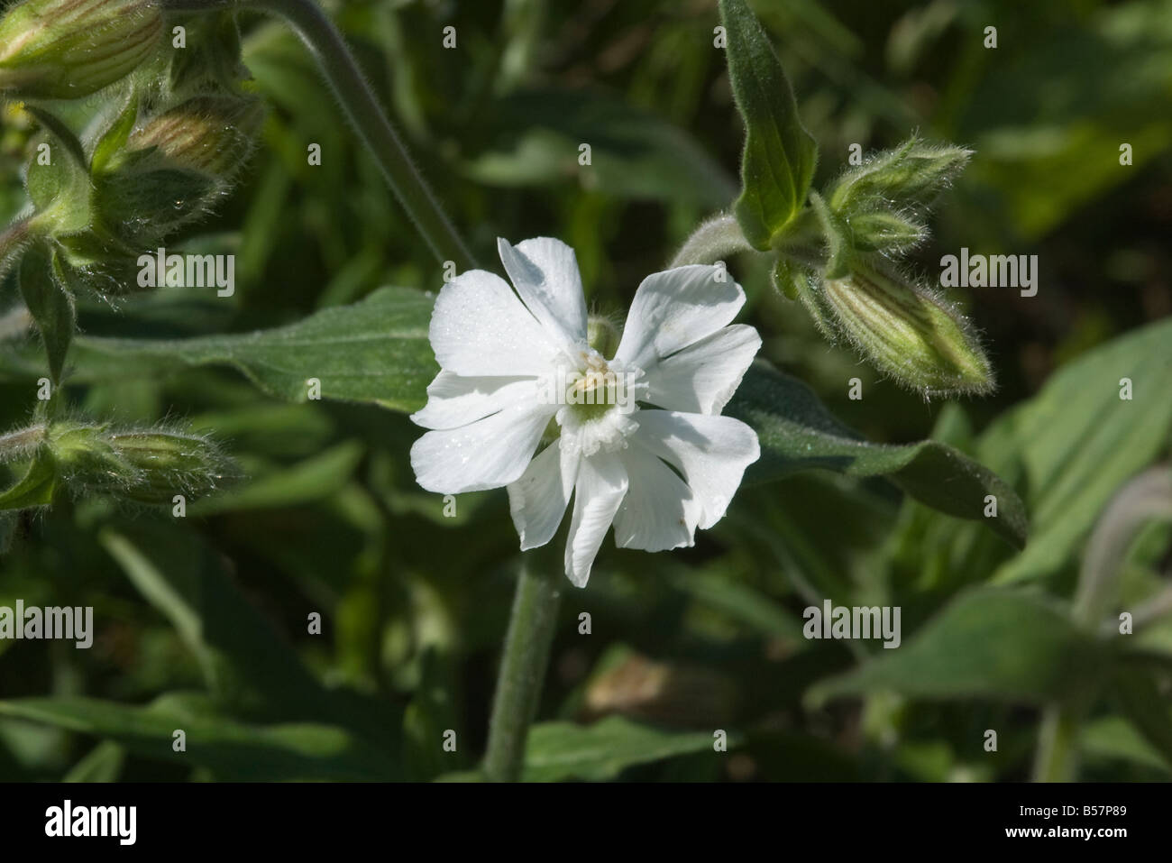 Melandrium album Silene latifolia complètement soufflé aux fleurs Banque D'Images