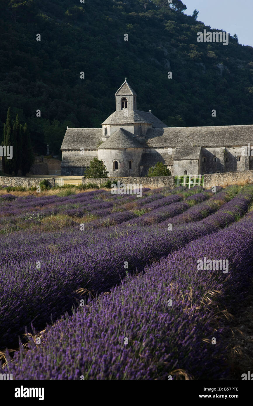 Abbaye de Sénanque et champ de lavande, Vaucluse, Provence, France, Europe Banque D'Images