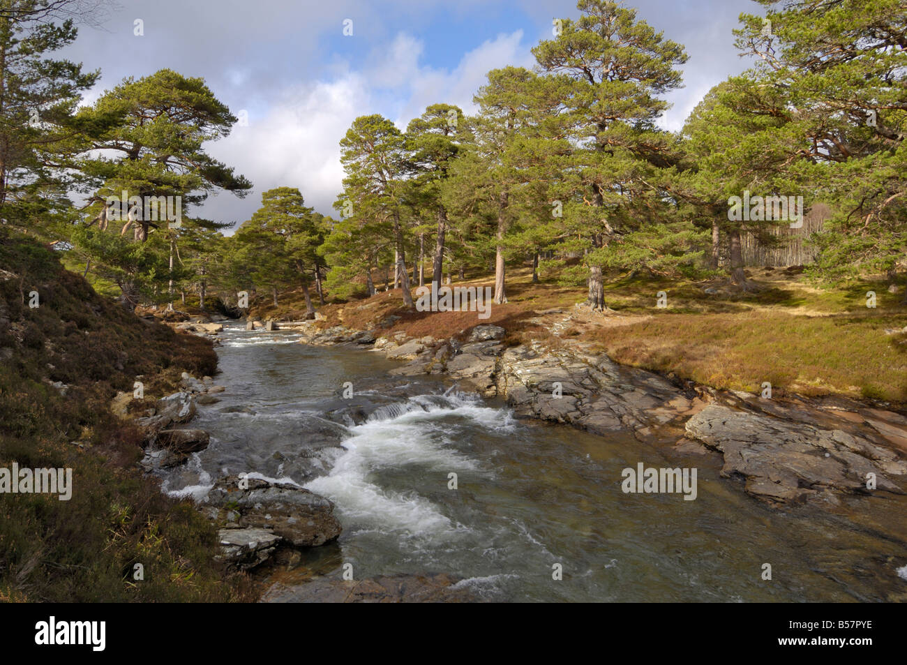 La forêt de pin sylvestre et lui de l'eau, Deeside, près de Braemar, Parc National de Cairngorms, l'Aberdeenshire, Ecosse, Royaume-Uni Banque D'Images