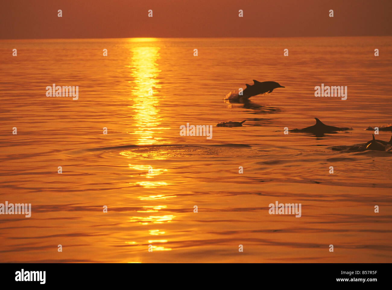 Natation les dauphins au coucher du soleil, les Maldives, l'Océan Indien, l'Asie Banque D'Images