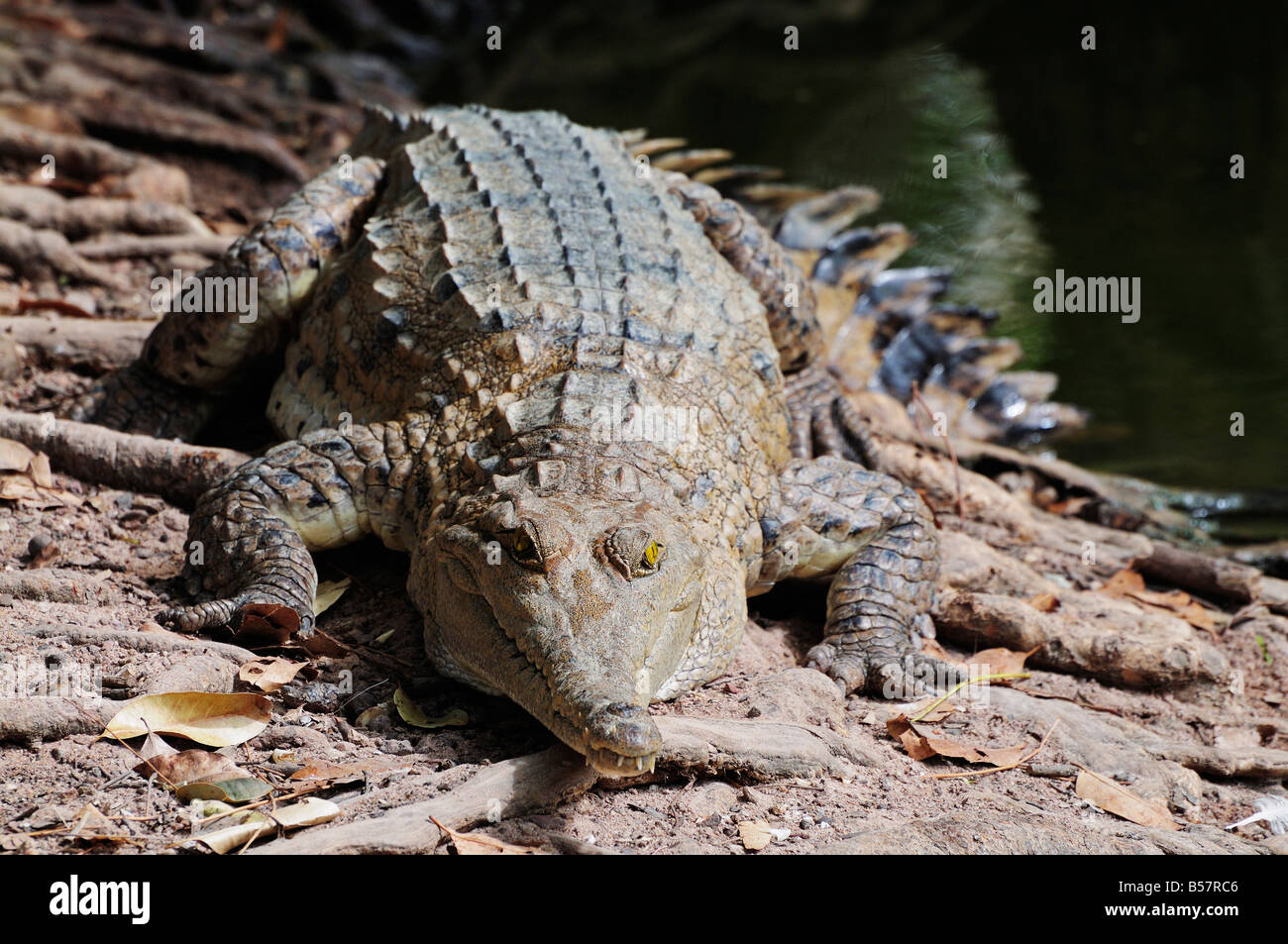 Saltwater crocodile, Territoire du Nord, Australie, Pacifique Banque D'Images