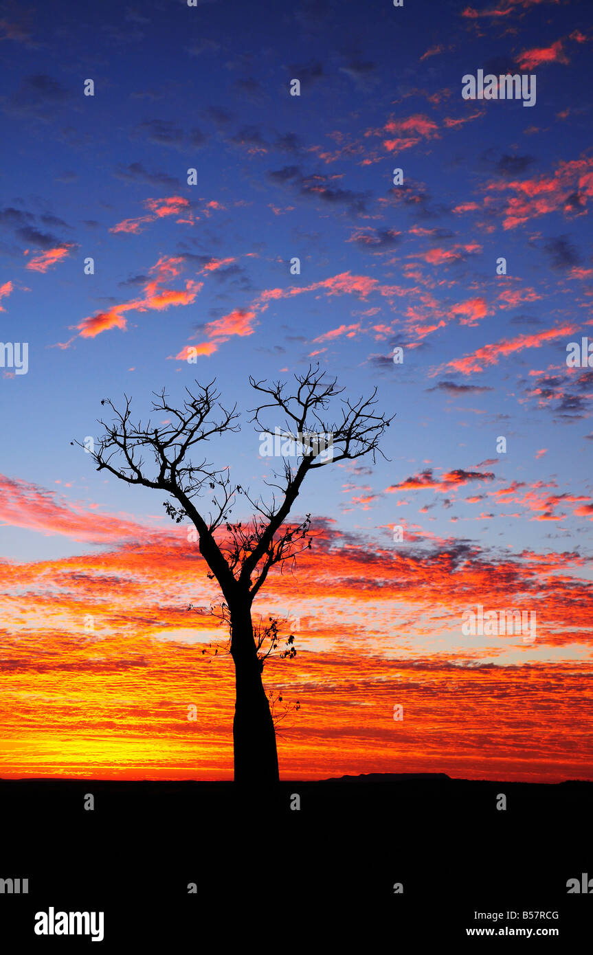 Boab tree au lever du soleil, Kimberley, Western Australia, Australie, Pacifique Banque D'Images