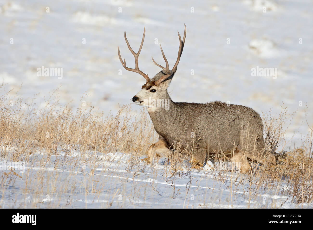 Le cerf mulet (Odocoileus hemionus) buck dans la neige, Roxborough State Park, Colorado, États-Unis d'Amérique, Amérique du Nord Banque D'Images