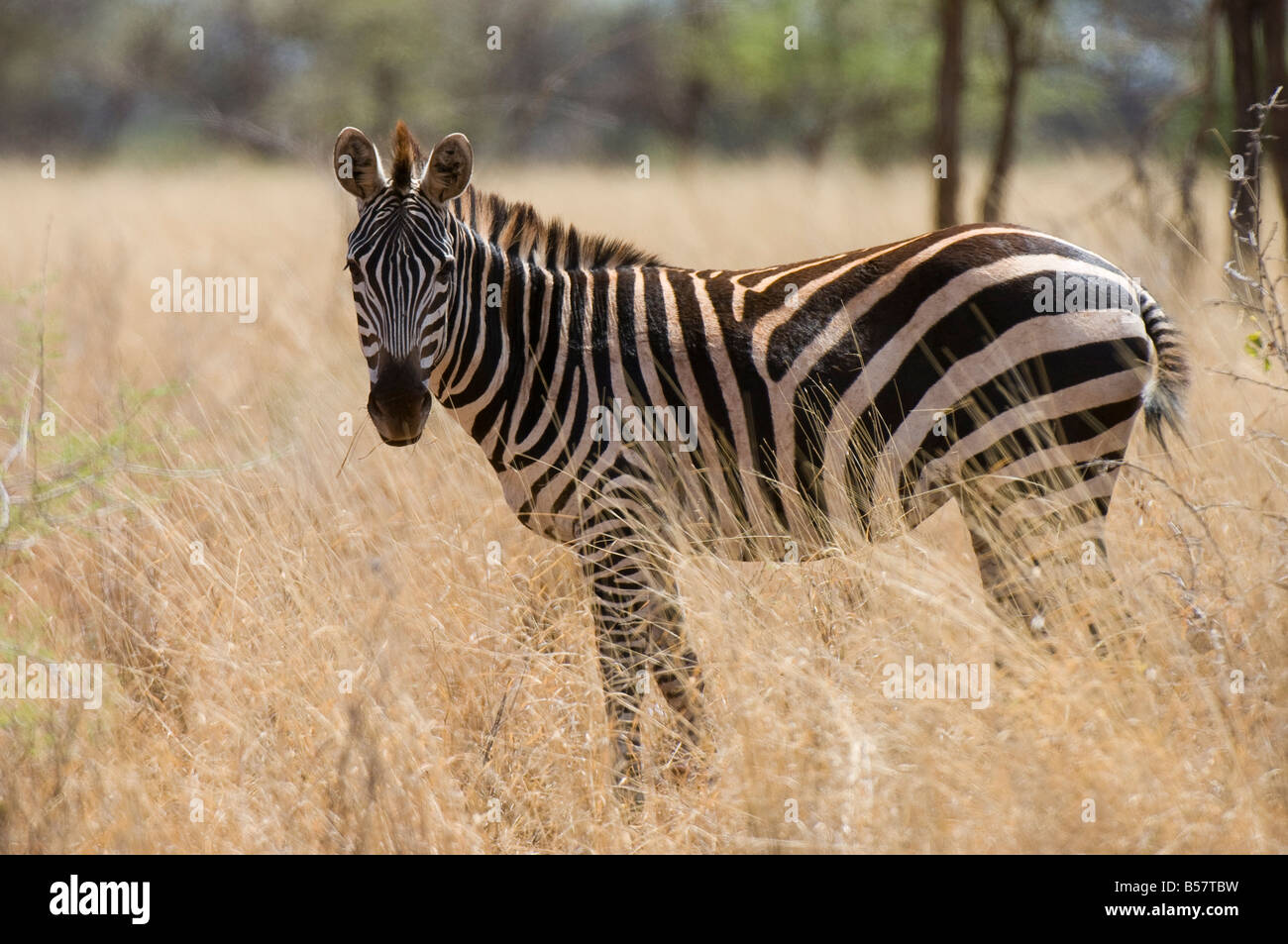 Zebra, le Parc National de Meru, Kenya, Afrique de l'Est, l'Afrique Banque D'Images