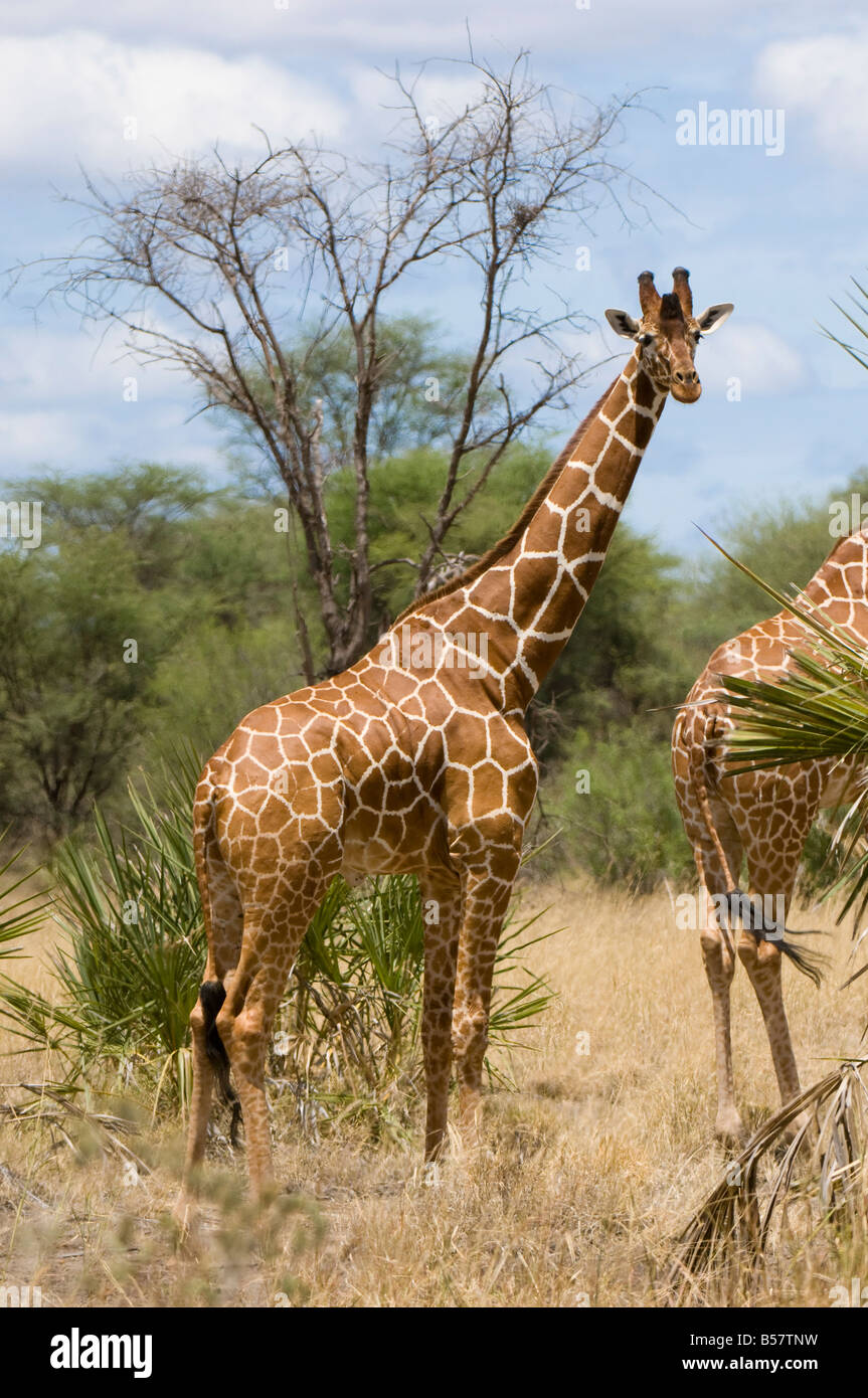 Giraffe réticulée, le Parc National de Meru, Kenya, Afrique de l'Est, l'Afrique Banque D'Images