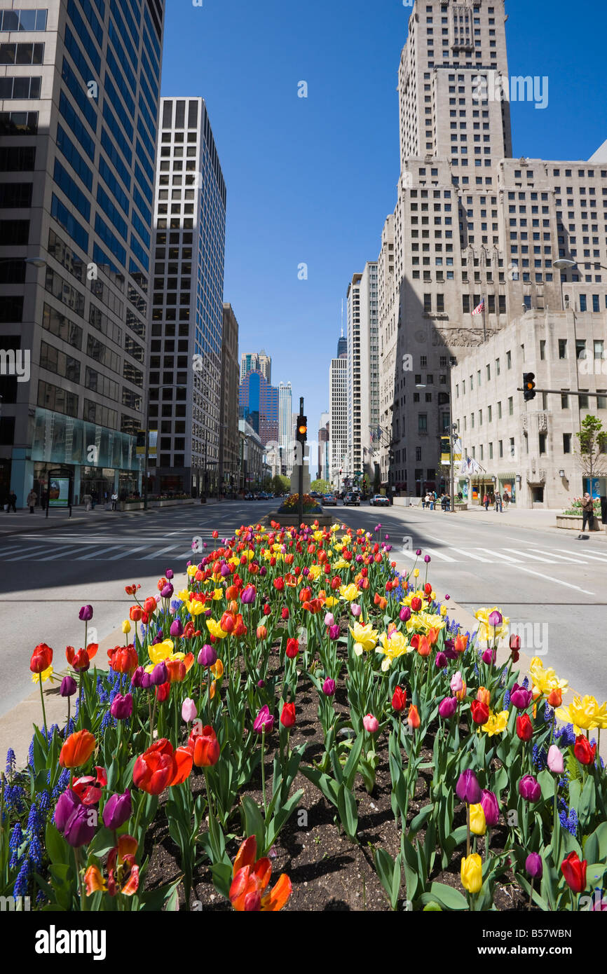 Les tulipes sur North Michigan Avenue, le Magnificent Mile, Chicago, Illinois, États-Unis d'Amérique, Amérique du Nord Banque D'Images