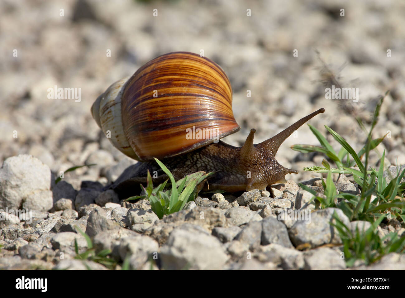 L'escargot de l'Afrique de l'Est (Achatina fulica), Parc National de Serengeti, Tanzanie, Afrique orientale, Afrique du Sud Banque D'Images