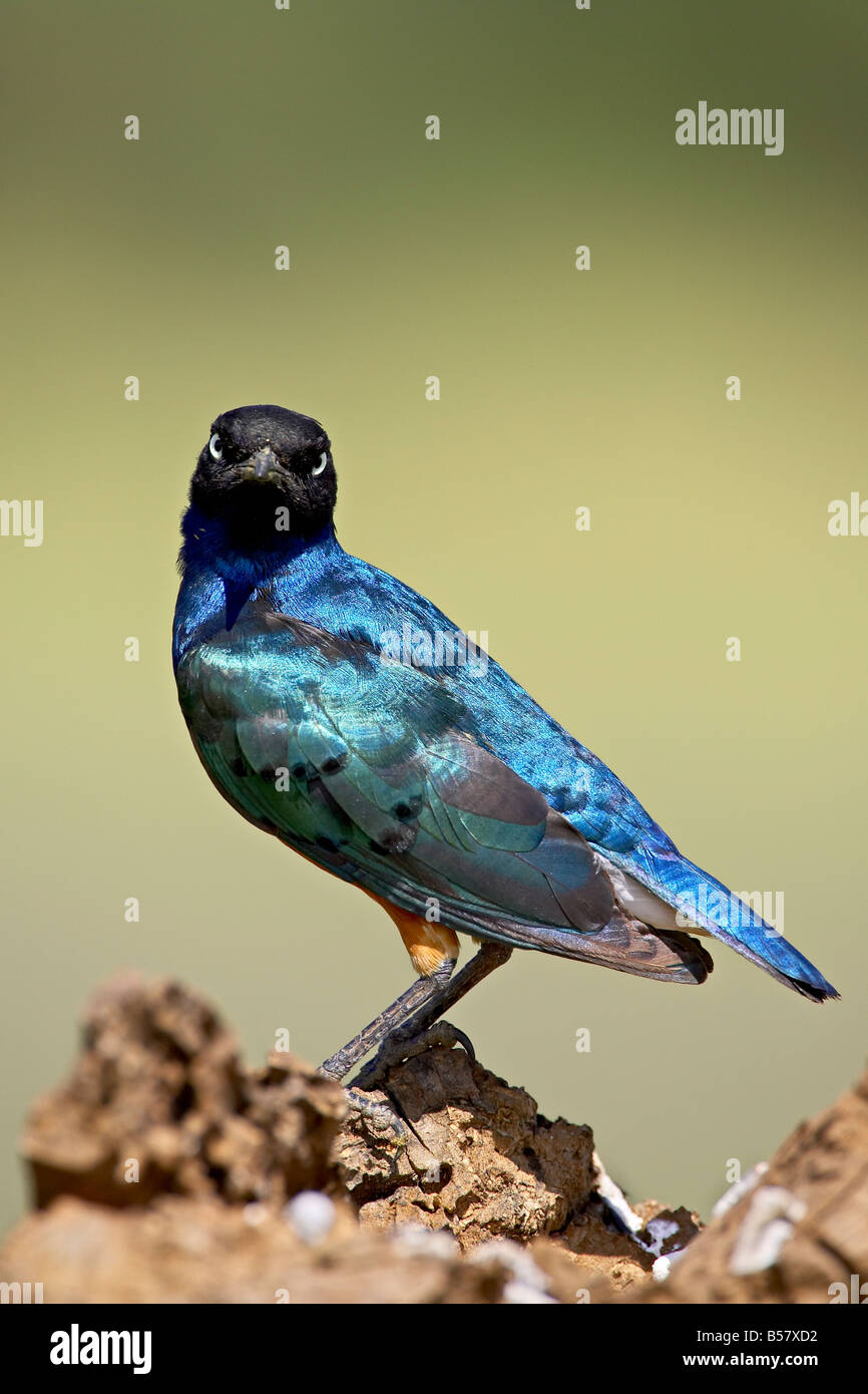 Superbe starling (Lamprotornis superbus), Parc National de Serengeti, Tanzanie, Afrique orientale, Afrique du Sud Banque D'Images