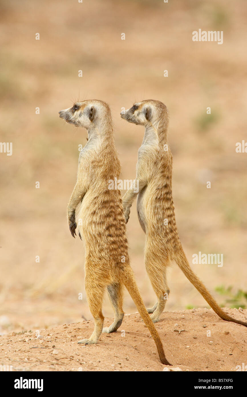 Deux ou suricates suricate, Kgalagadi Transfrontier Park, qui englobe l'ancien parc national de Kalahari Gemsbok Banque D'Images