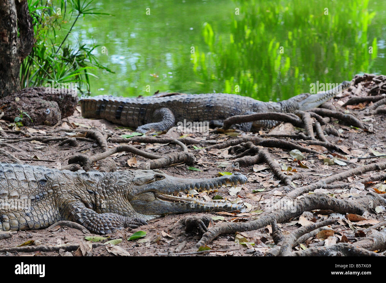 Les crocodiles d'eau douce, Territoire du Nord, Australie, Pacifique Banque D'Images
