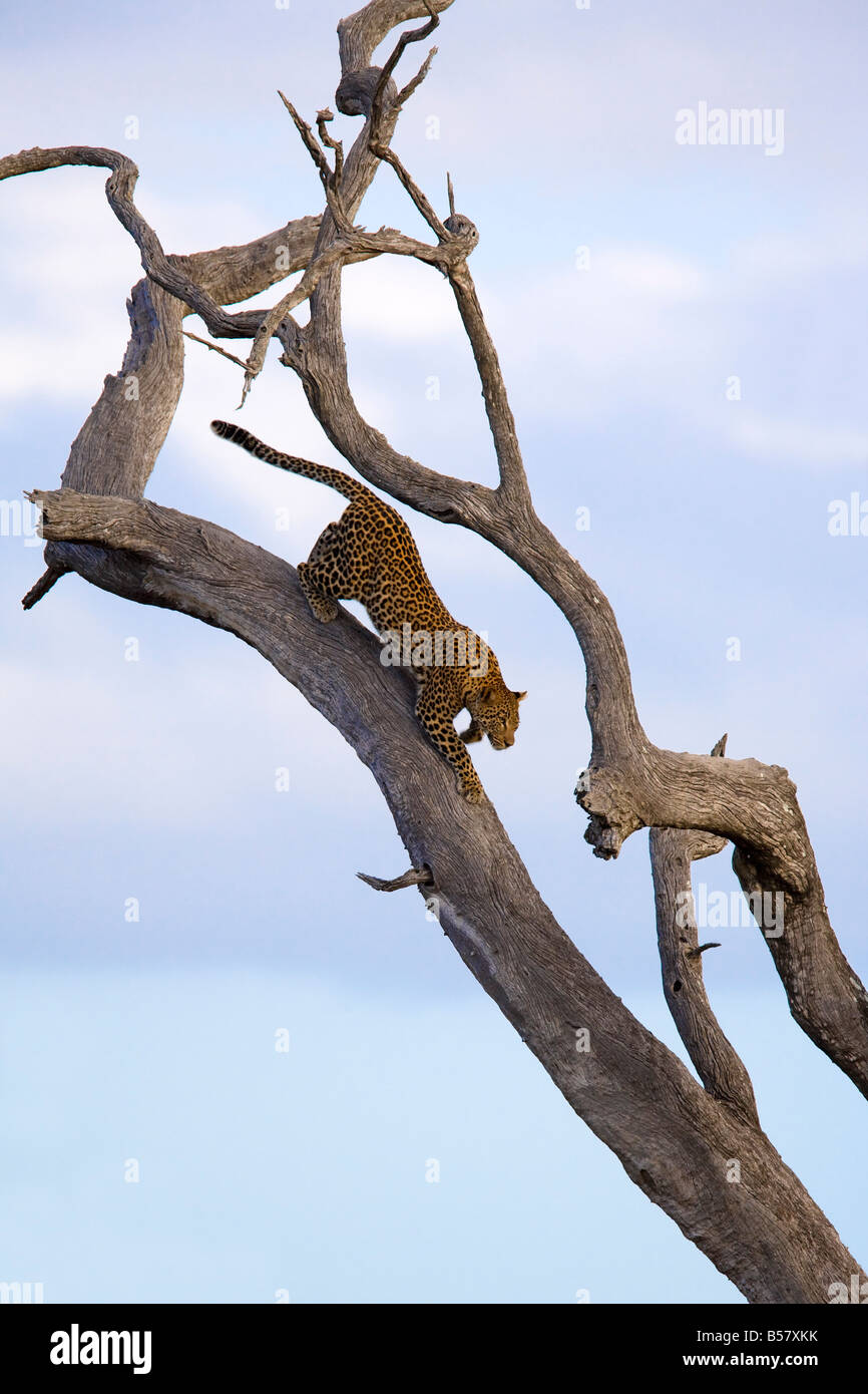 Leopard (Panthera pardus) dans l'arbre mort, Kruger National Park, Mpumalanga, Afrique du Sud, l'Afrique Banque D'Images