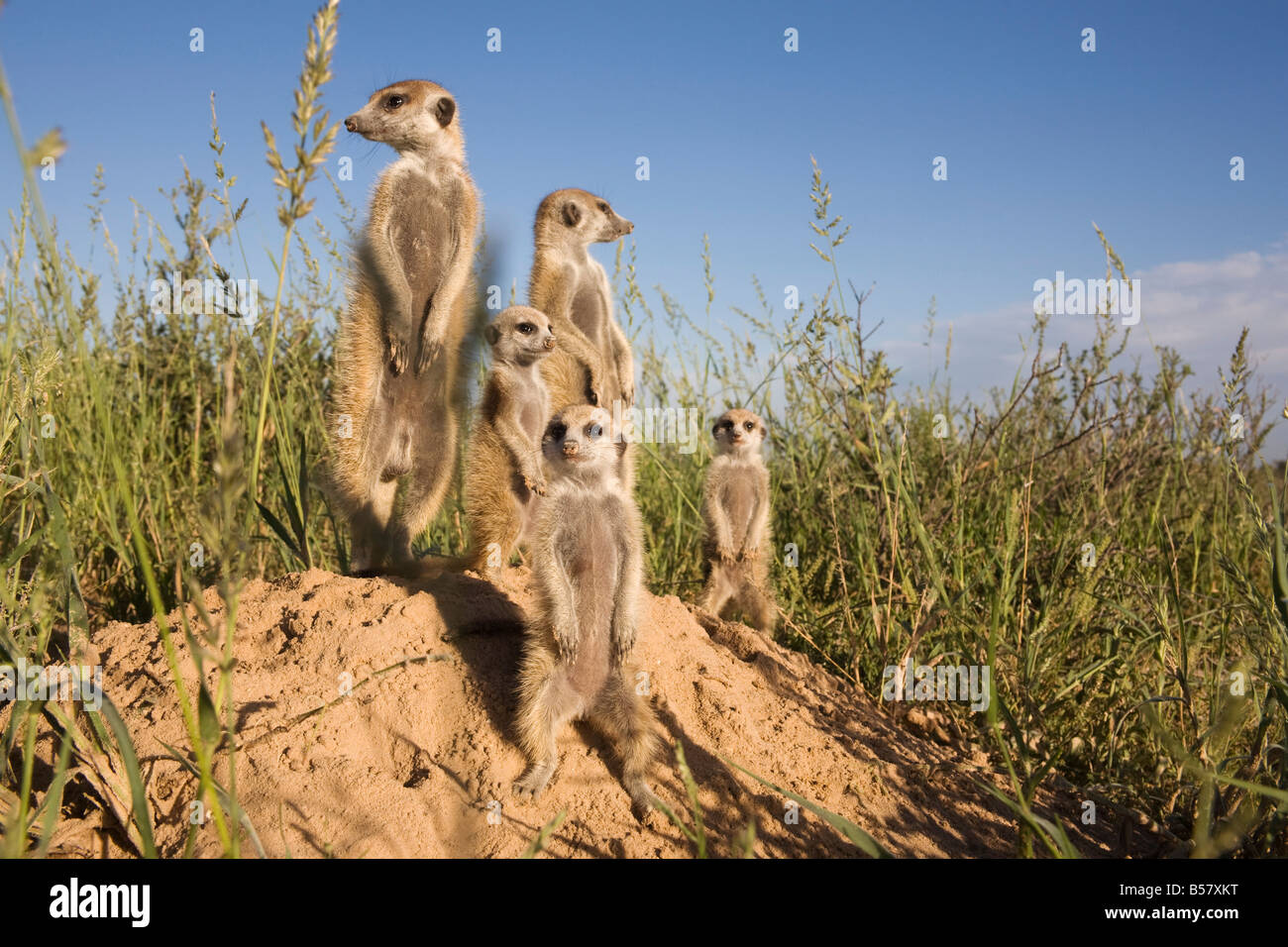 Groupe de suricates (Suricata suricatta), projet suricates du Kalahari, Van Zylsrus, Northern Cape, Afrique du Sud, l'Afrique Banque D'Images
