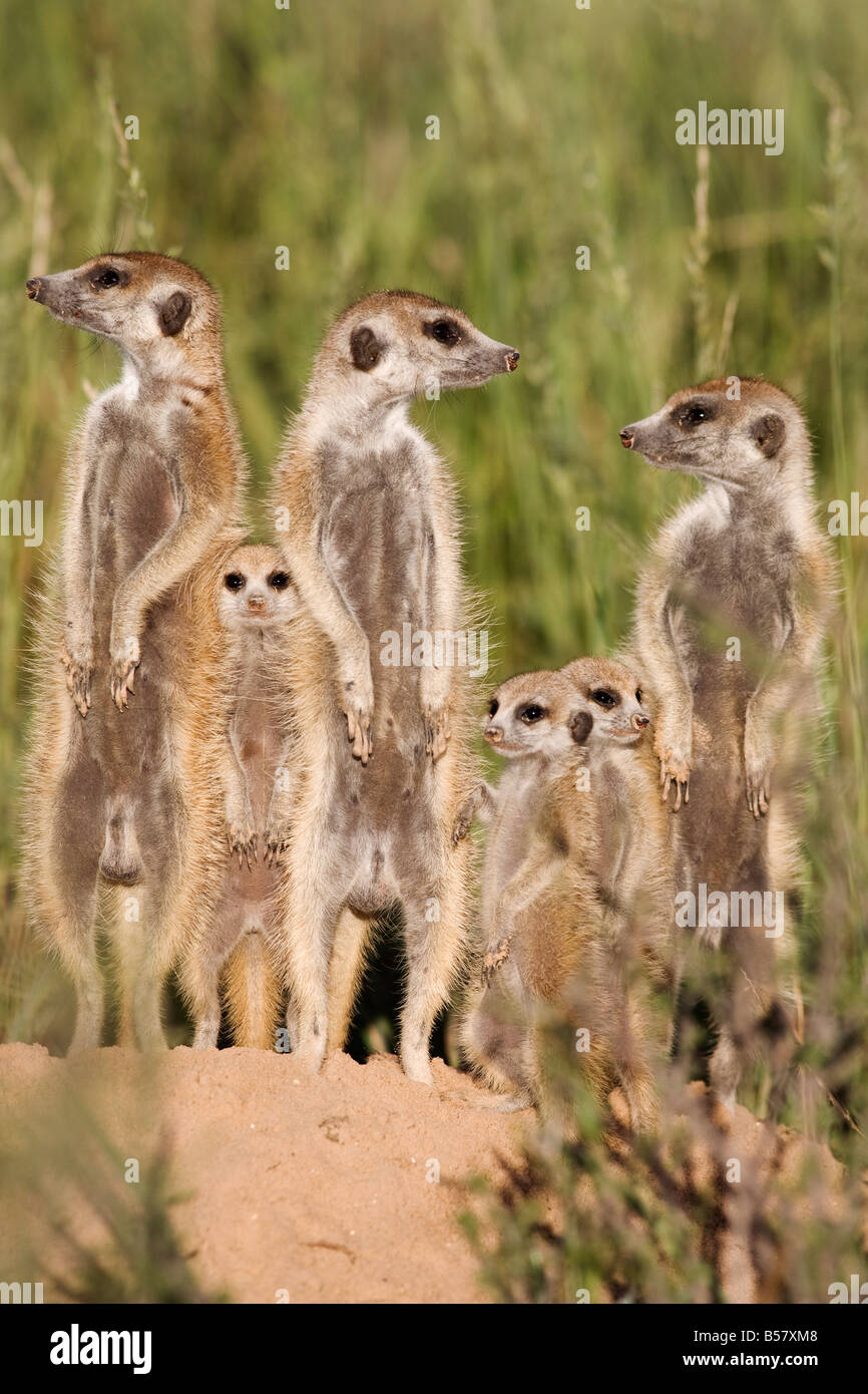 Les suricates (Suricata suricatta) avec les jeunes, projet suricates du Kalahari, Van Zylsrus, Northern Cape, Afrique du Sud, l'Afrique Banque D'Images