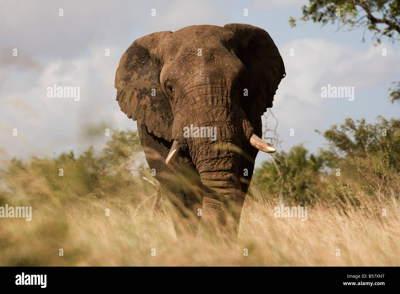 Bull d'éléphants d'Afrique (Loxodonta africana), Kruger National Park, Mpumalanga, Afrique du Sud, l'Afrique Banque D'Images